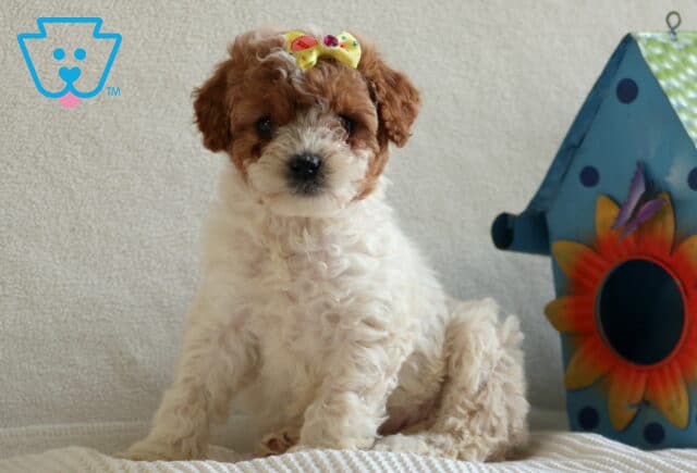 Molly Cavapoo image