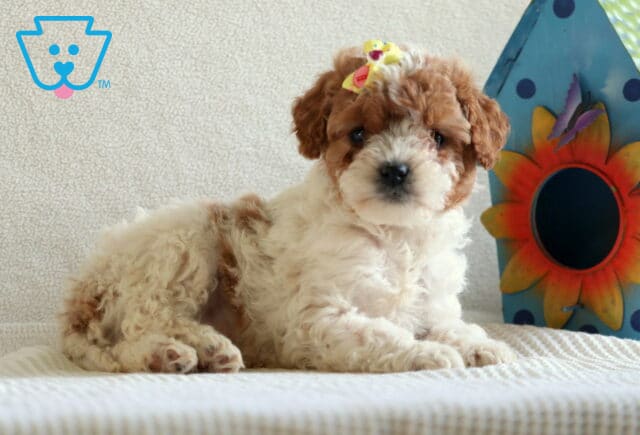 Molly Cavapoo2 image