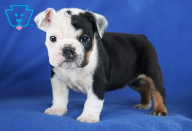Monty English Bulldog image