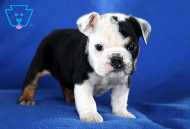 Monty English Bulldog2 image