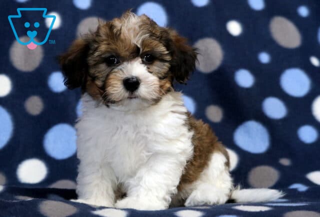 Morty Havanese2 image