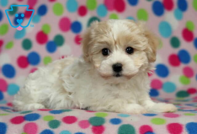 Nala Havanese image