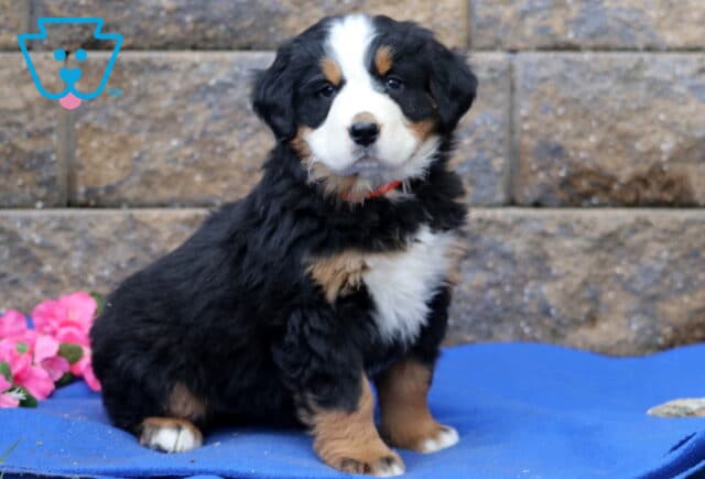 Passion Bernese2 image