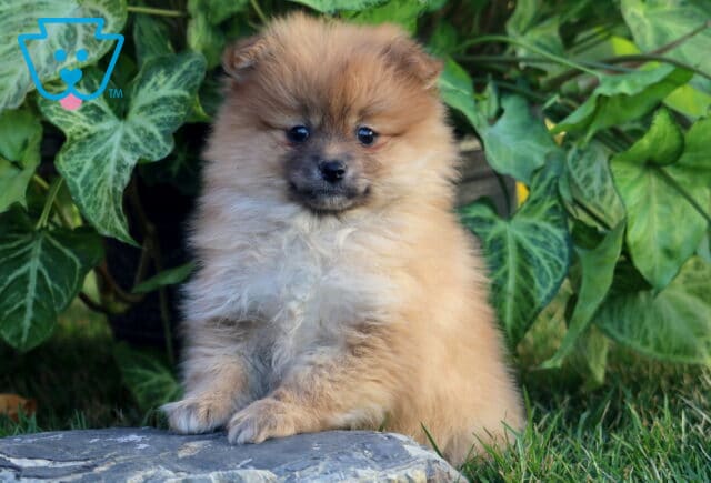 Peach Pom image