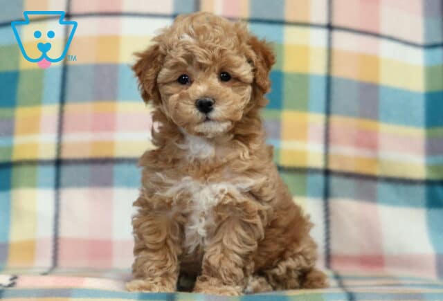 Pepper Bichpoo image