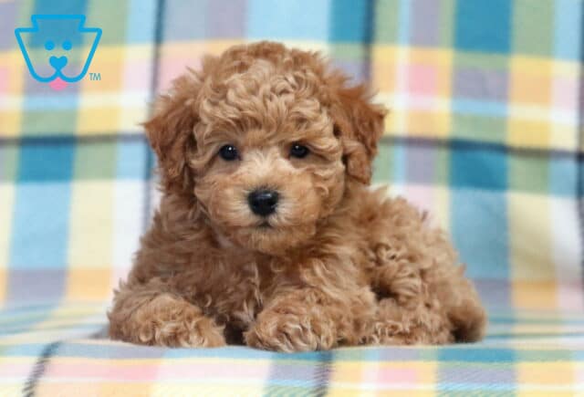 Phoenix Bichpoo image