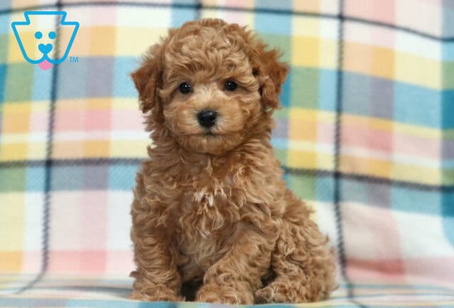 Phoenix Bichpoo2 image