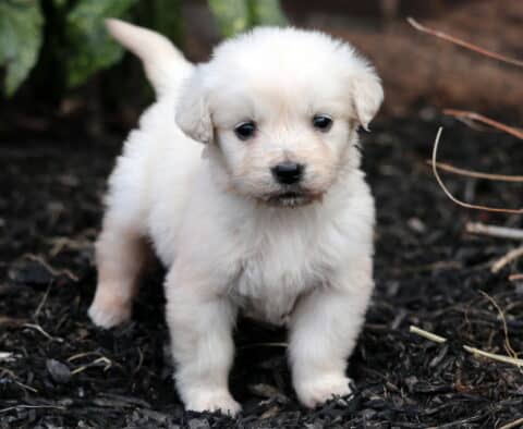 Precious Eng Cream Golden
