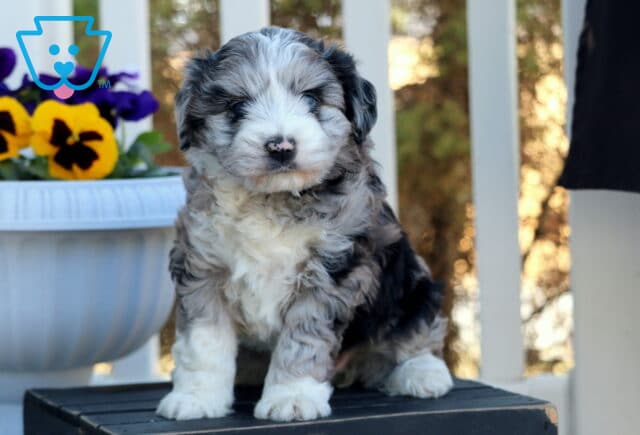 Precious Mini Aussiedoodle image
