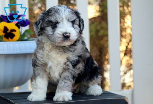 Precious Mini Aussiedoodle2 image