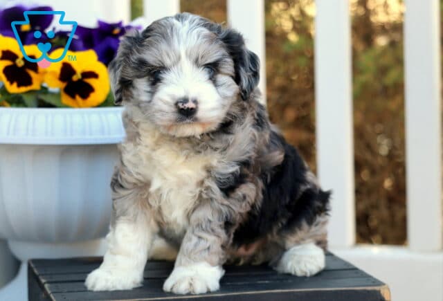 Precious Mini Aussiedoodle3 image