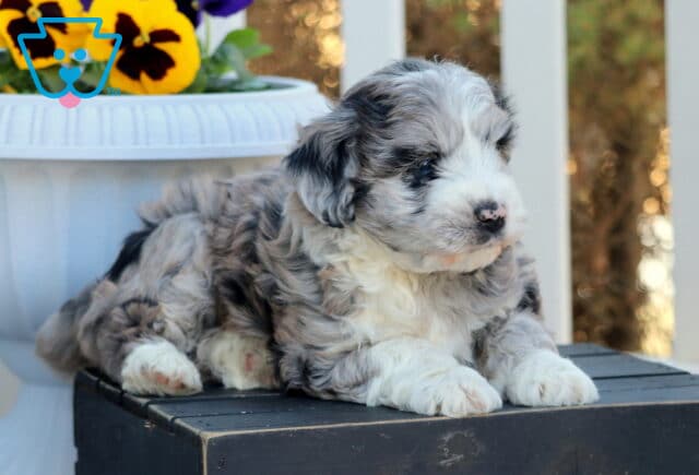 Precious Mini Aussiedoodle4 image