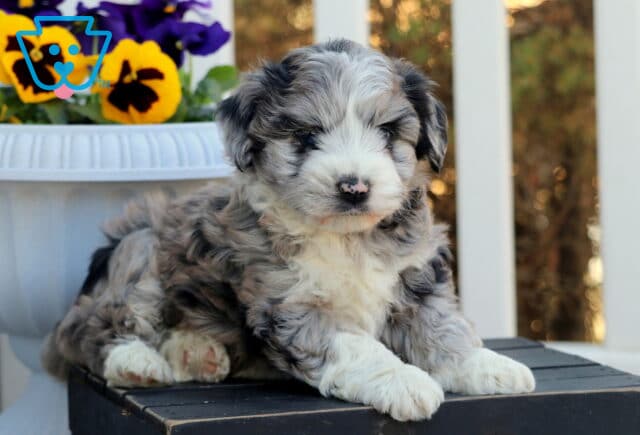 Precious Mini Aussiedoodle5 image
