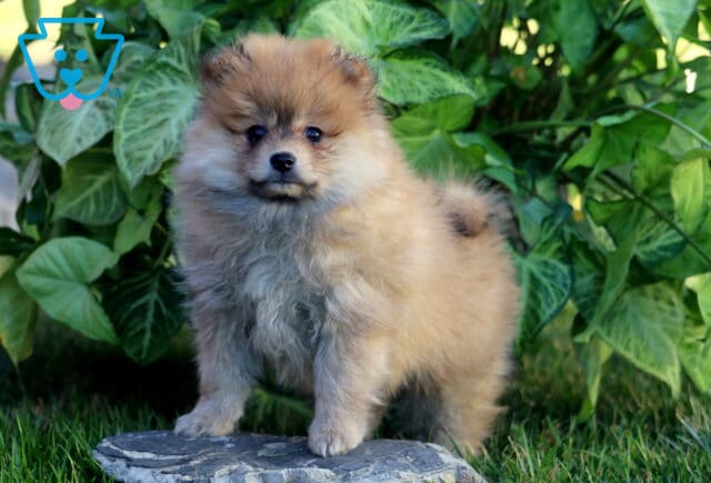 Puff Pom image