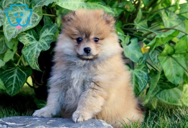 Puff Pom2 image