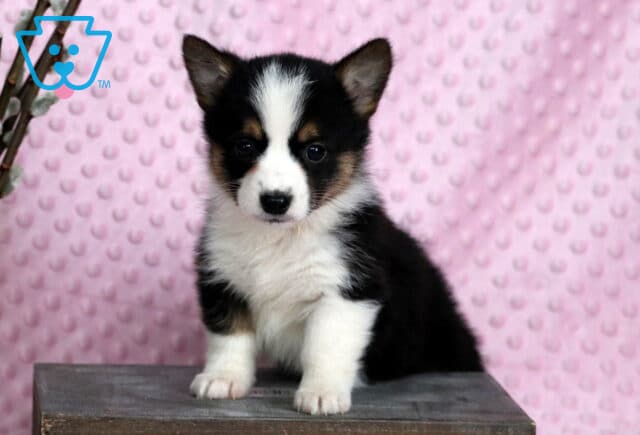 Pupcake Corgi image