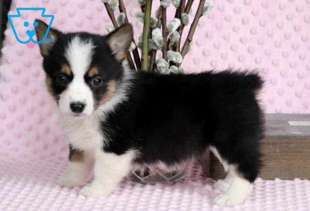 Pupcake Corgi2 image
