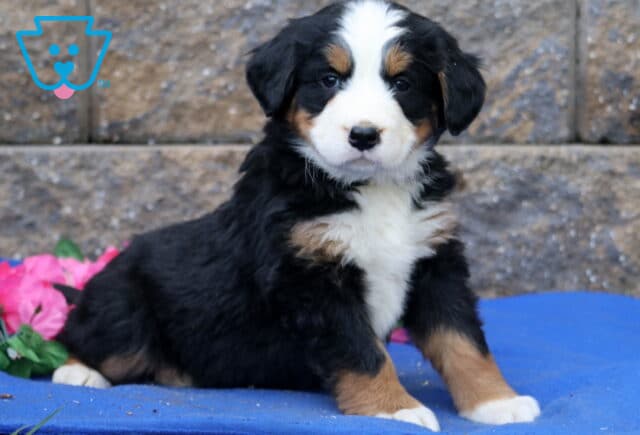 Purdy Bernese image