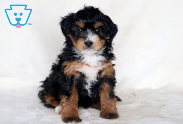Purdy Mini Bernedoodle image