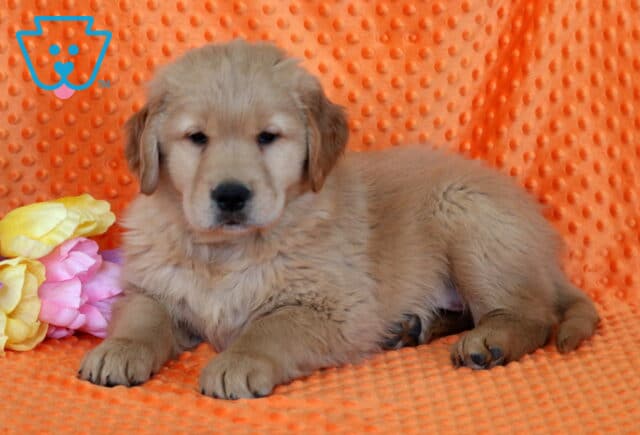 Rex Golden image
