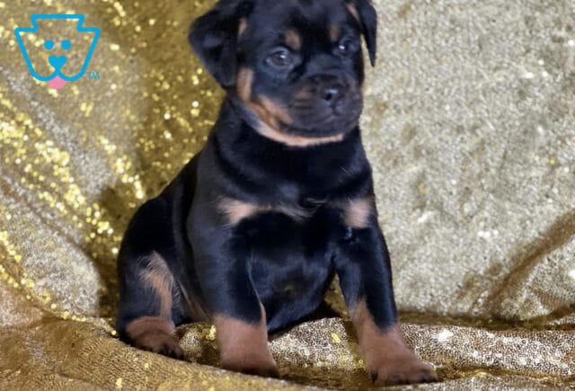 Rhett Mini Rottweiler2 image
