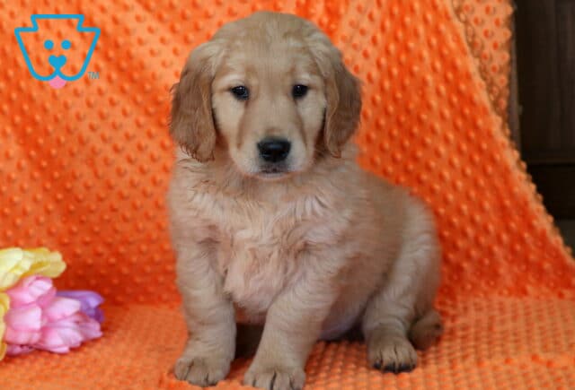 Ringo Golden image