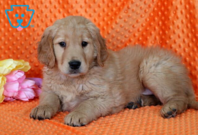 Ringo Golden2 image