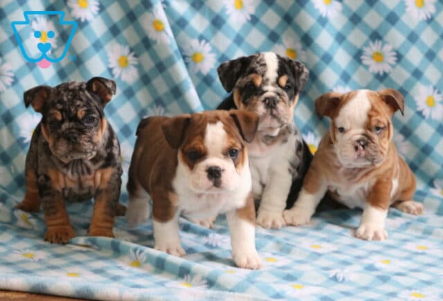 S Litter Bulldogs image