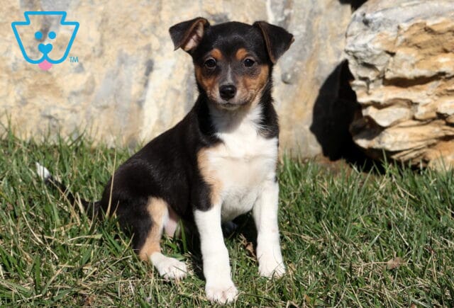Sassy Jack Russell Mix image