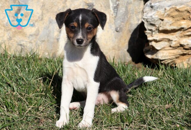 Scout Jack Russell Mix image