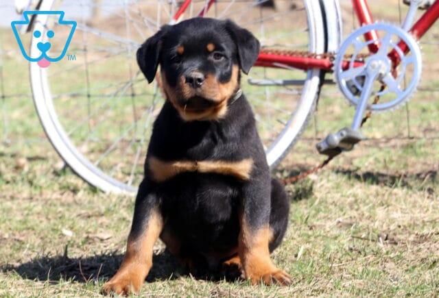 Shadow Rottie image