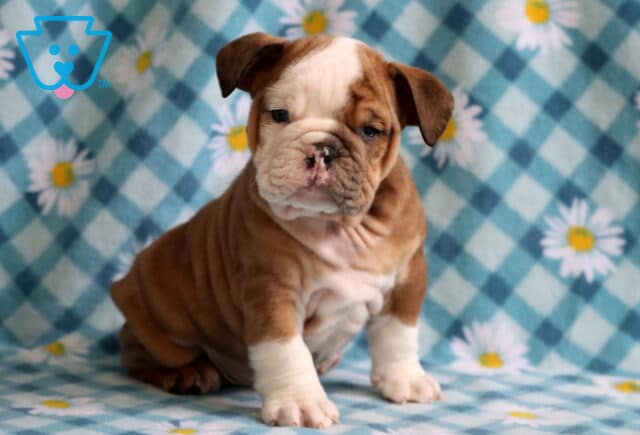Shamrock Bulldog image