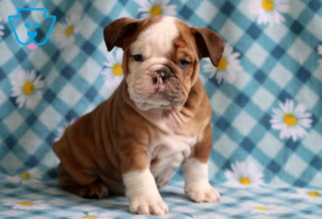 Shamrock Bulldog2 image