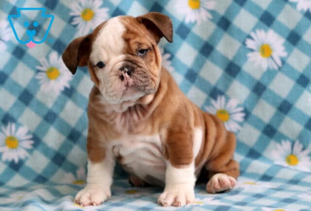 Shamrock Bulldog3 image