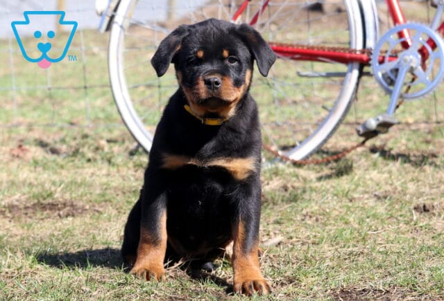 Shayla Rottie image