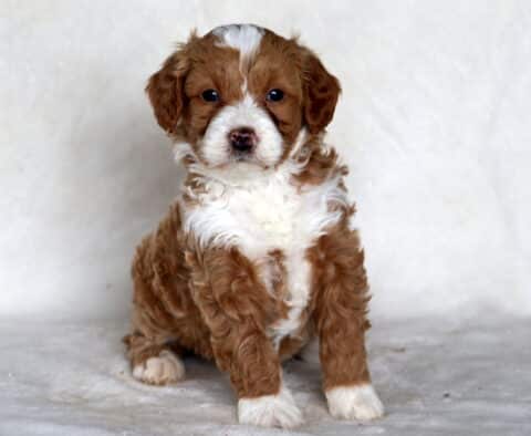 Sid Mini Bernedoodle