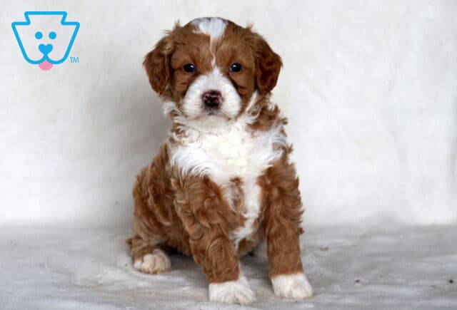 Sid Mini Bernedoodle image