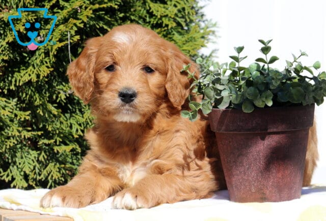 Sophia Goldendoodle2 image