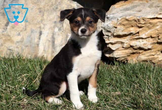 Sophia Jack Russell Mix image