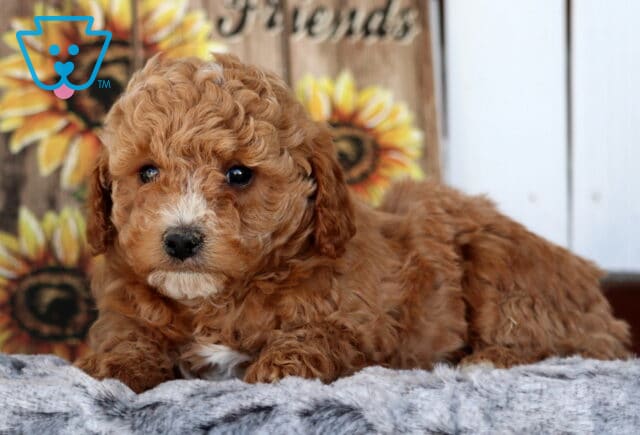 Stan Cavapoo2 image