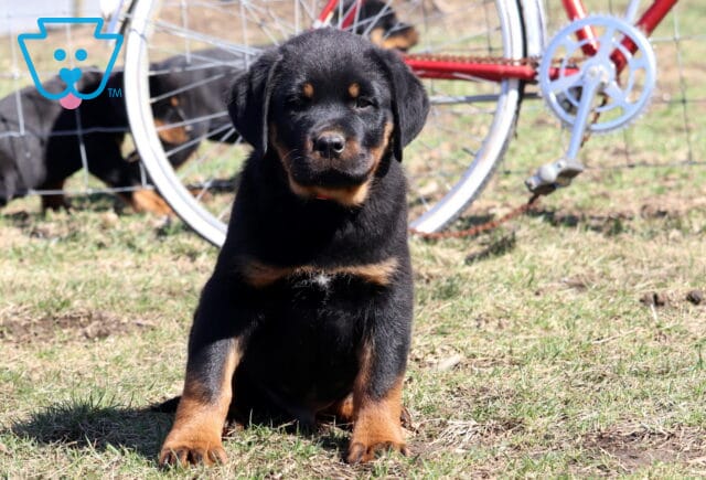 Steel Rottie image