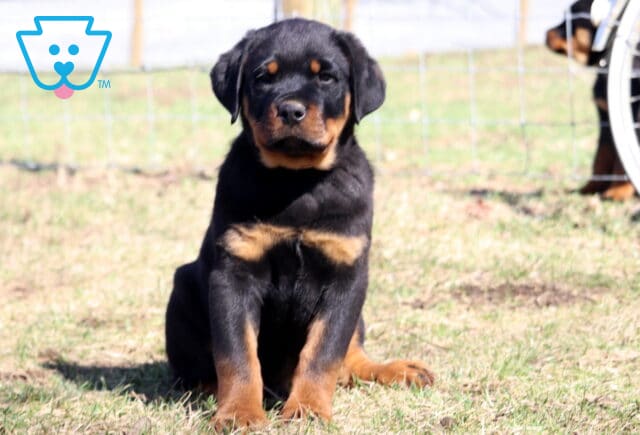 Storm Rottie image
