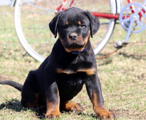 Striker Rottie