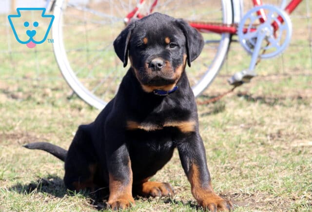 Striker Rottie image