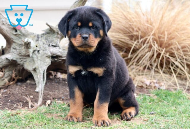 Tank Rottweiler image