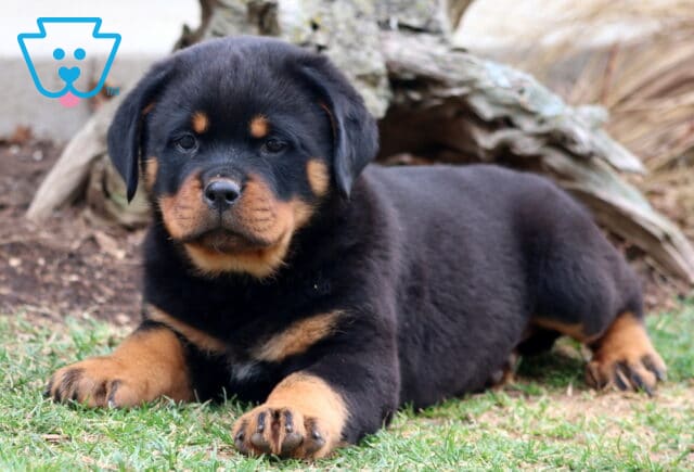 Tank Rottweiler2 image