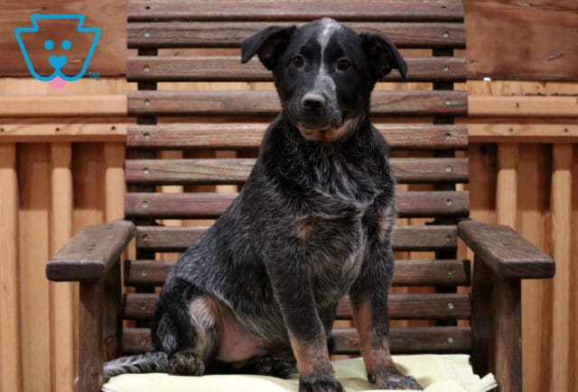 Taz Blue Heeler Retake image