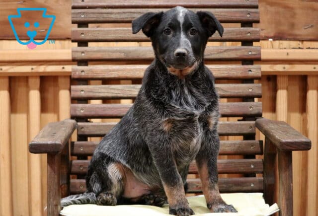 Taz Blue Heeler Retake2 image
