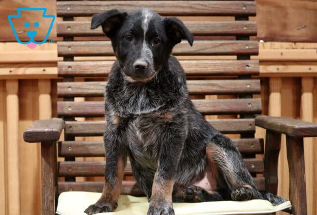 Taz Blue Heeler Retake3 image