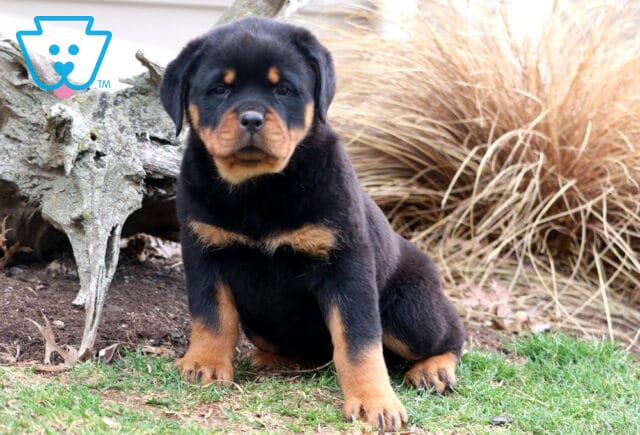 Tina Rottweiler image